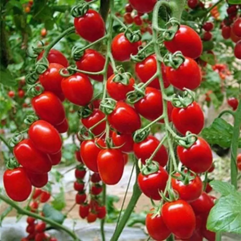 西红柿苗番茄苗口感番茄苗草莓番茄苗