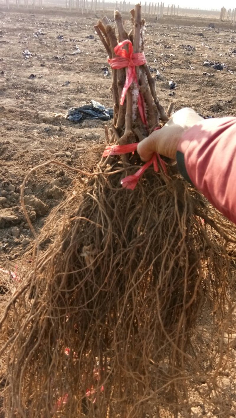 河北昌黎夏黑葡萄苗基地直供规格齐全免费技术跟踪服务