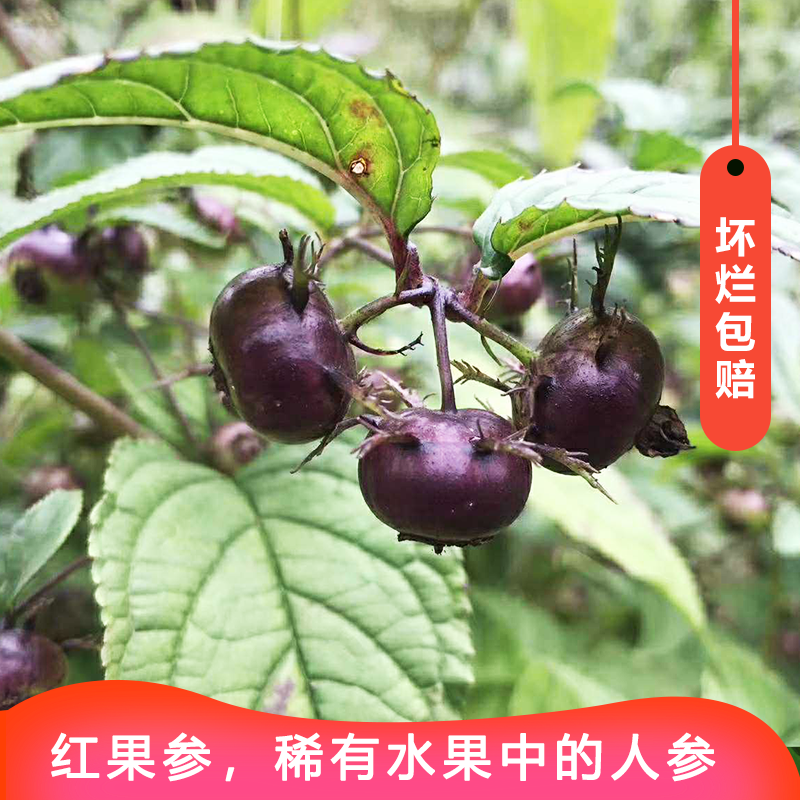 现货红果参蜘蛛果奇异果野果子支持一件代发包邮包售后