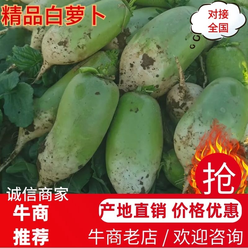 山西忻州千亩白萝卜大量上市欢迎新老顾客前来考察合作