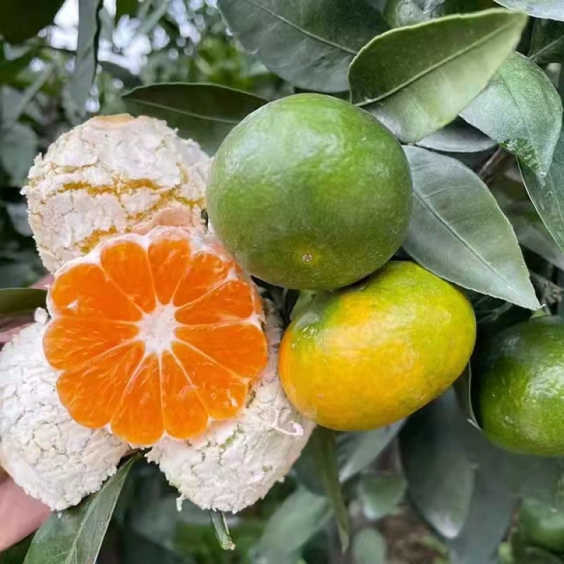 蜜桔甜蜜多汁皮薄化渣，现摘现卖，美味可口，产地直发