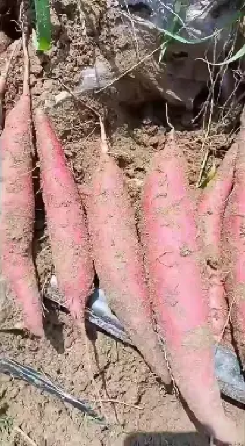 【红薯】河北西瓜红纯沙地红薯现挖现发软糯香甜欢迎选购