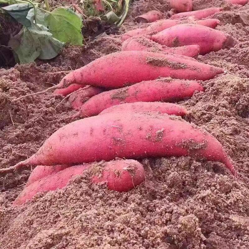 【红薯】河北西瓜红纯沙地红薯现挖现发软糯香甜欢迎选购