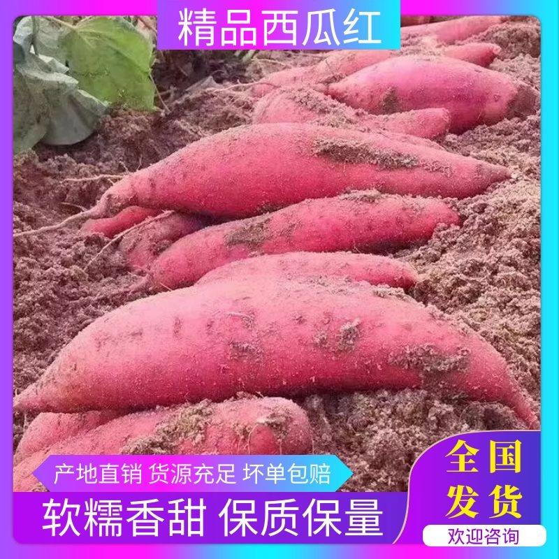 【红薯】河北西瓜红纯沙地红薯现挖现发软糯香甜欢迎选购