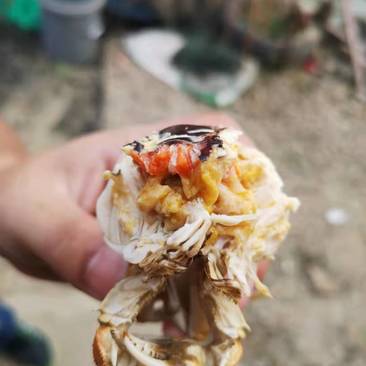 苏州太湖大闸蟹优质中公中母毛蟹烧烤自助电商