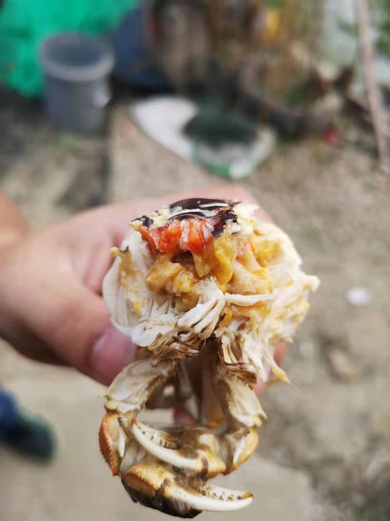 苏州太湖大闸蟹优质中公中母毛蟹烧烤自助电商