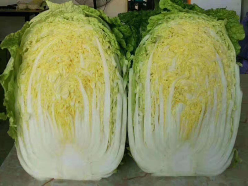 白菜苗黄芯大白菜苗白菜种苗3斤5-6斤重品种