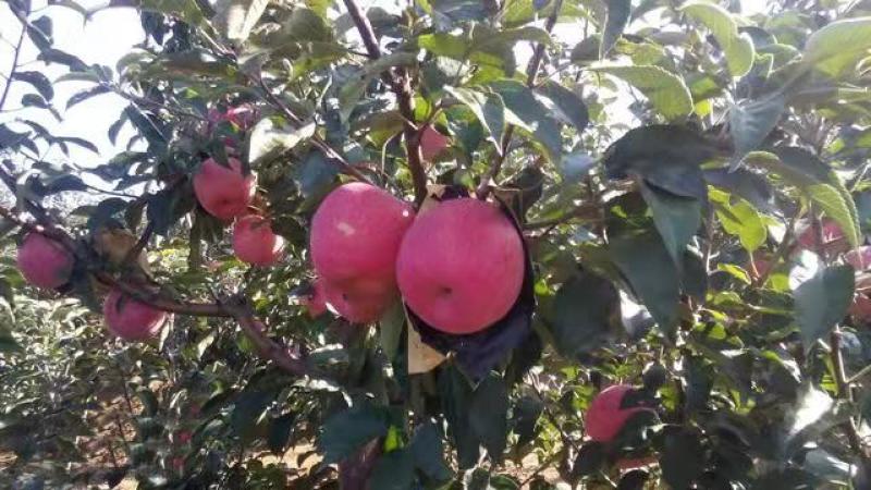 辽宁绥中一刀寒富苹果甜脆可口产地直供对接批发零售采购商
