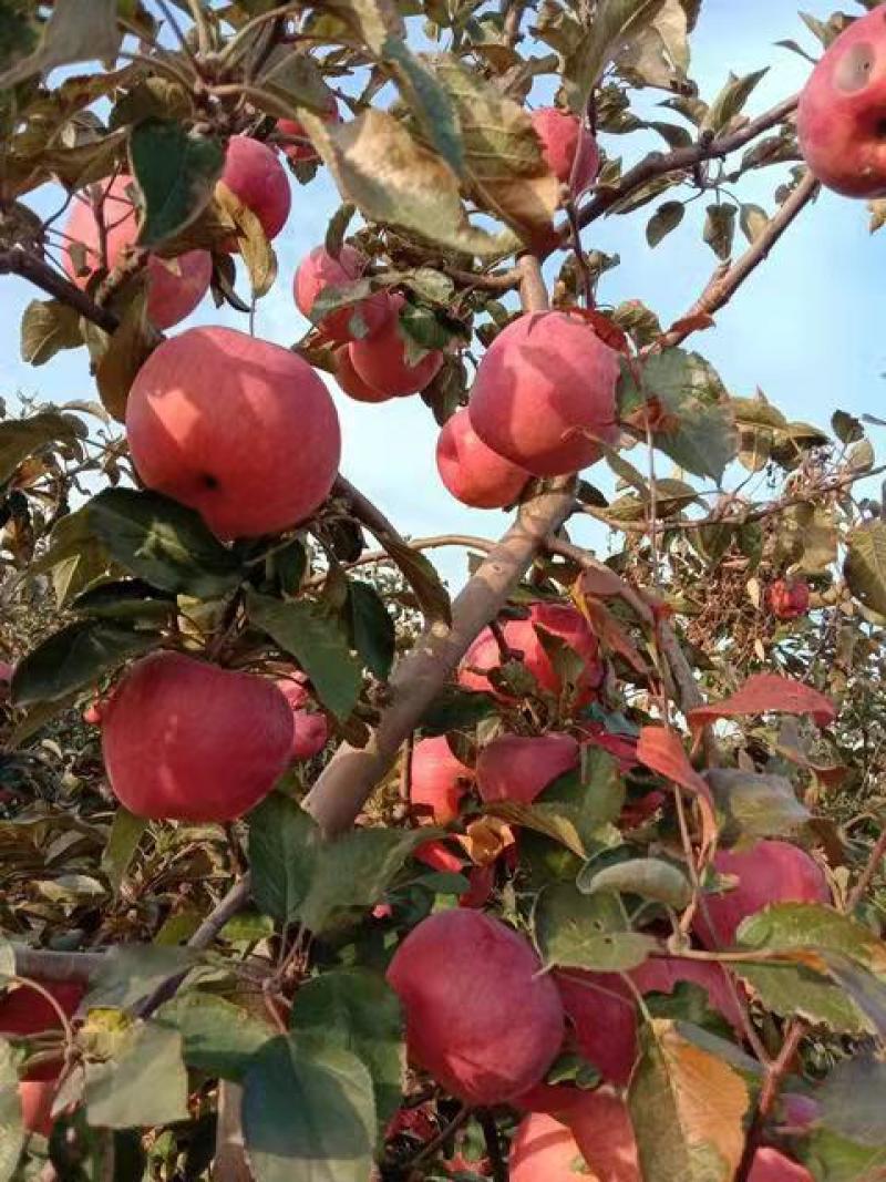 辽宁绥中一刀寒富苹果甜脆可口产地直供对接批发零售采购商