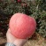 辽宁绥中一刀寒富苹果甜脆可口产地直供对接批发零售采购商