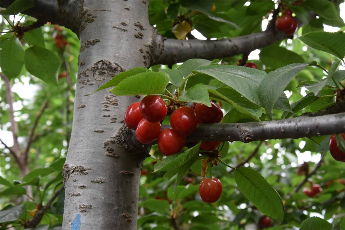 拉宾斯樱桃果园实景图