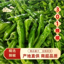 夏邑鲜辣椒精品辣椒万亩基地对接全国市场