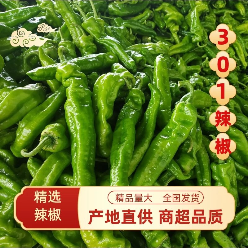 夏邑鲜辣椒精品辣椒万亩基地对接全国市场