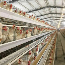 厂家生产批发全自动肉鸡笼阶梯式育雏笼批发蛋鸡笼子图片