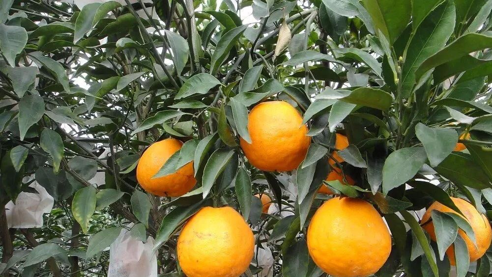 皇帝柑果园实景图
