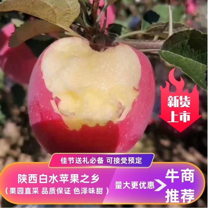 白水晚熟红富士，瑞雪瑞阳瑞香红，个大色红，脆香甜糖度高。