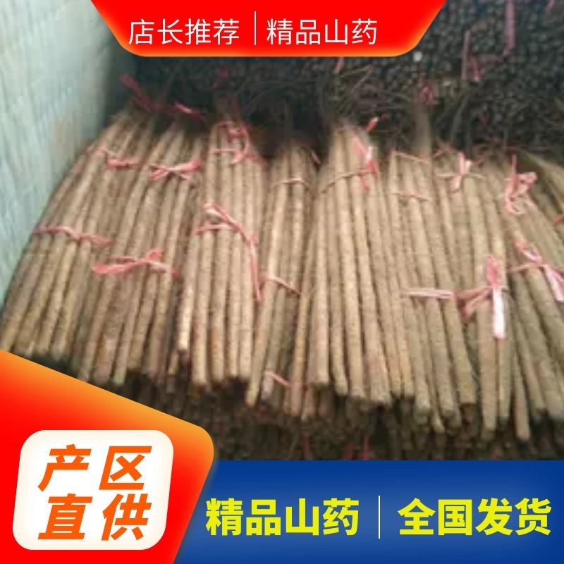 〔小白嘴白山药〕河北山药专业代办一手货源新鲜上市