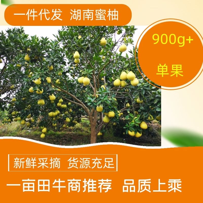 （一件代发）湖南密柚基地直供，对接各大电商多多芭芭&特价版