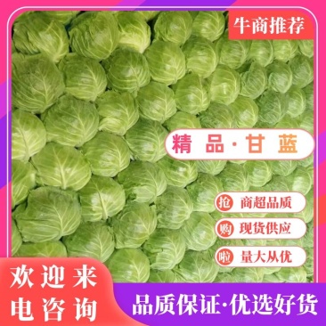 甘蓝大量供应一手货源价格美丽需要联系