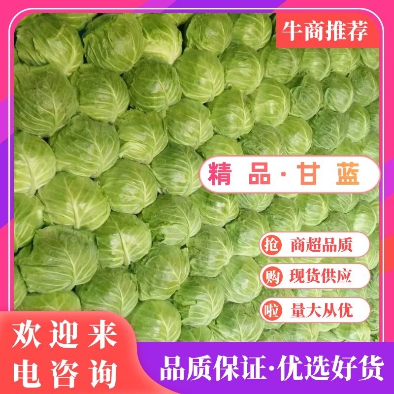甘蓝大量供应一手货源价格美丽需要联系