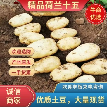 河南黄心土豆荷兰十五，精品土豆，一手货源欢迎咨询