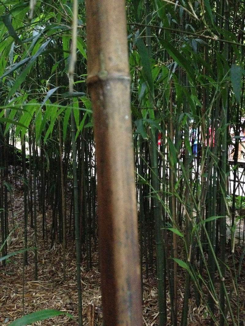 方竹大小规格齐全成都基地供应欢迎考察竹子