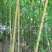 方竹大小规格齐全成都基地供应欢迎考察竹子