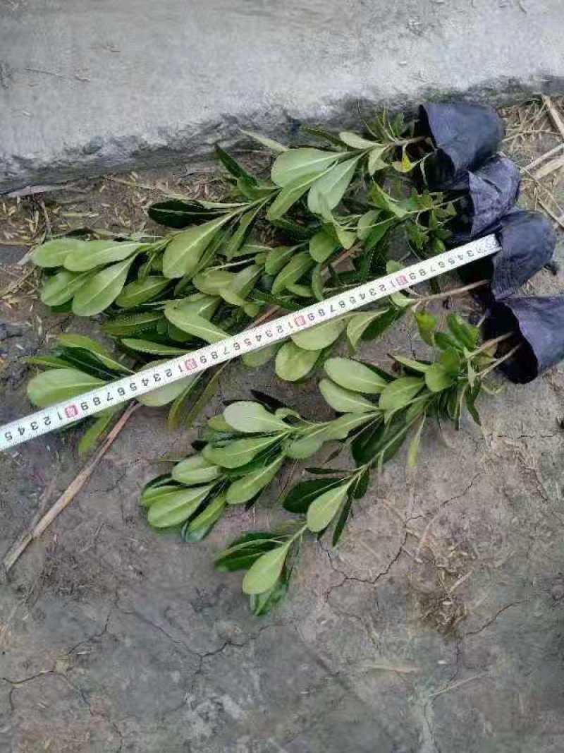 海桐宝珠香工程苗基地供应毛笼子绿篱大小规格齐全