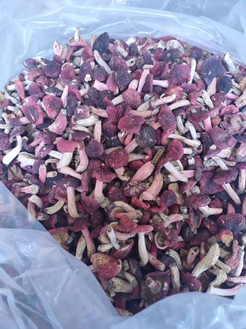 湖北野生红菇，2021新货中菇蕾，2斤拿样，包邮