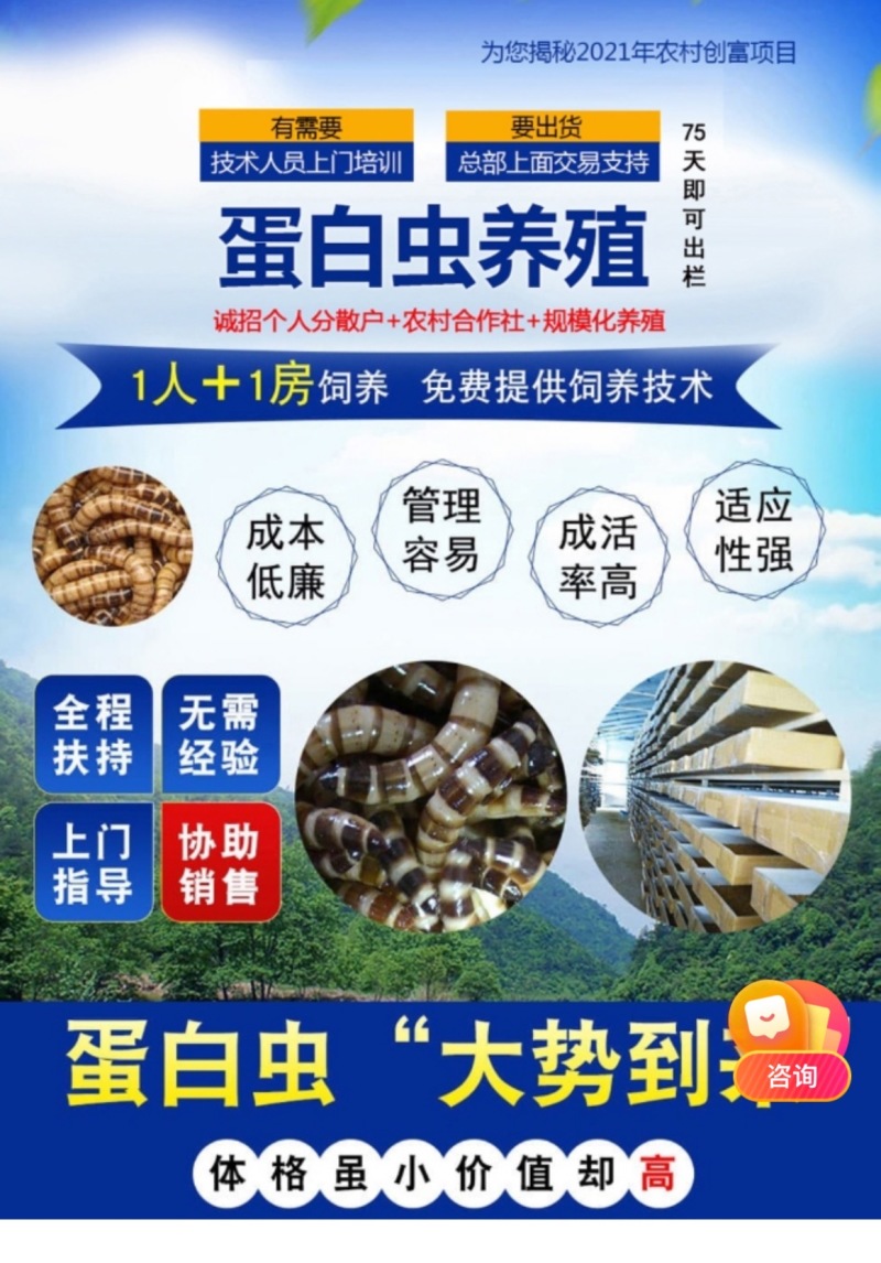 优质蛋白虫养殖包教包会，后期全程技术跟踪，签合同
