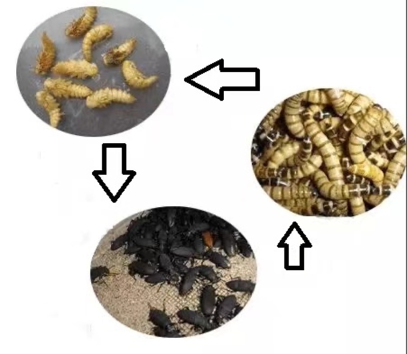 优质蛋白虫养殖包教包会，后期全程技术跟踪，签合同