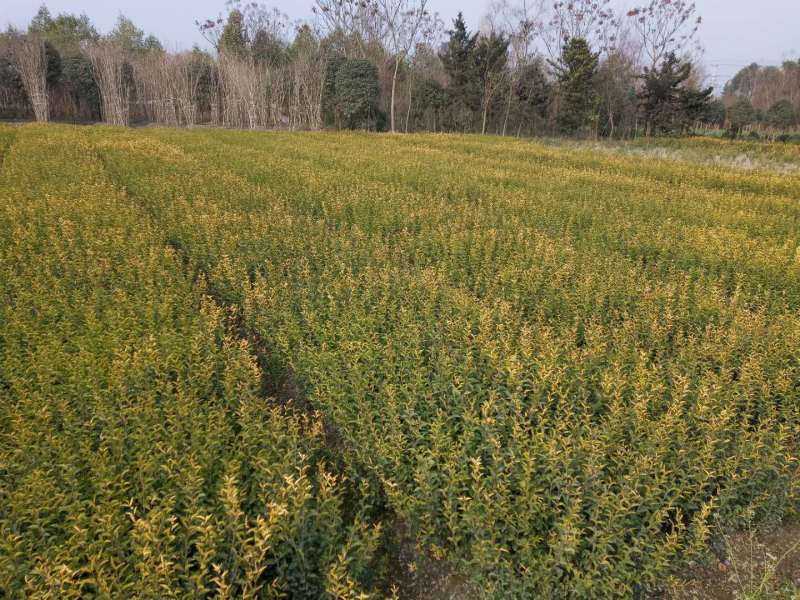 精品金森女贞球树形大小规格齐全成都基地供应