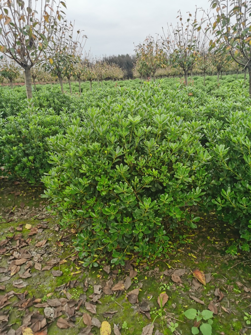 精品宝珠香海桐球大小规格齐全成都温江基地供应