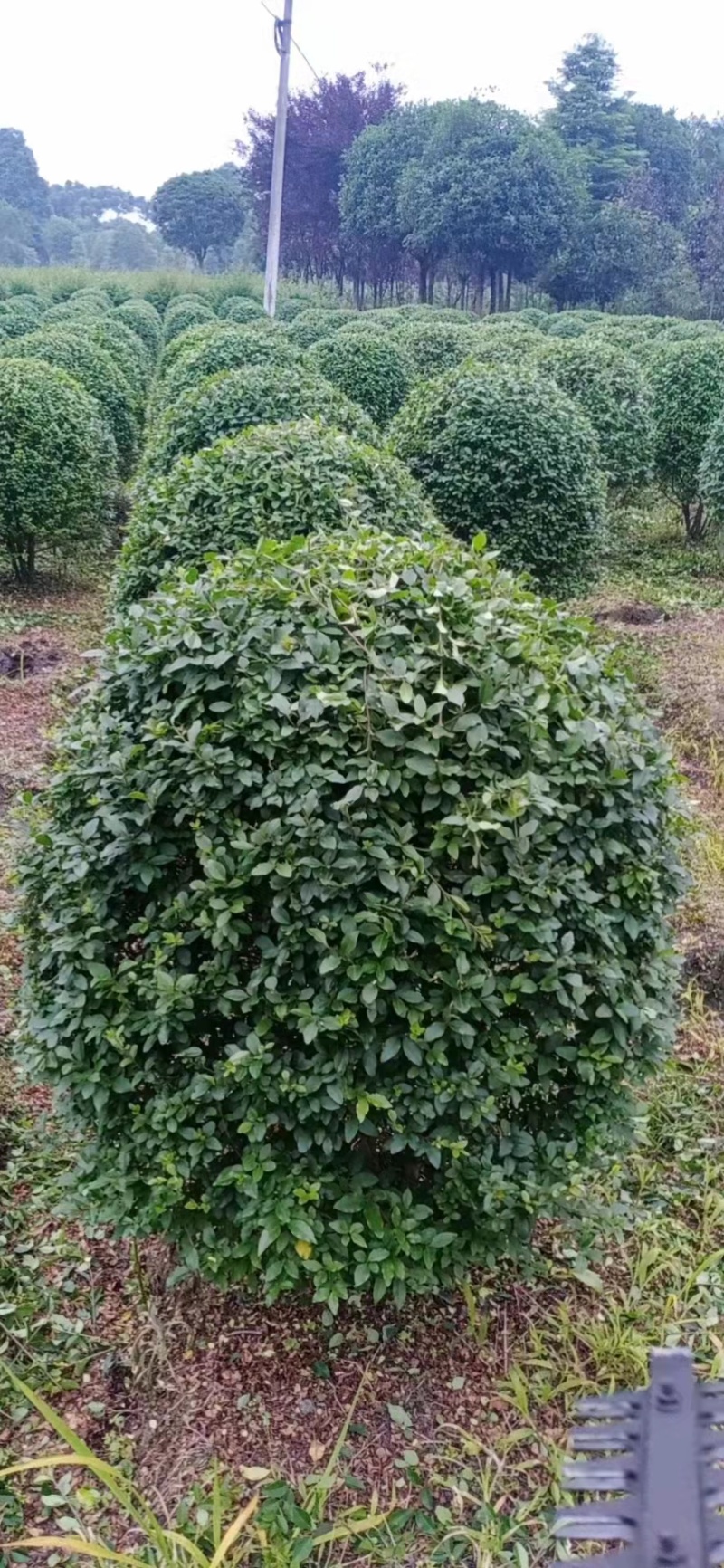 小叶女贞球规格齐全基地供应