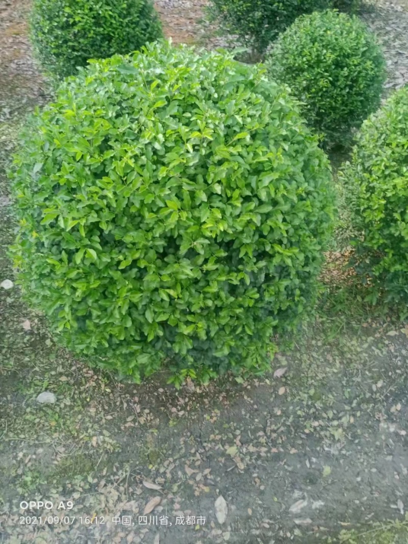 小叶女贞球规格齐全基地供应