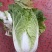 河北蔚县白菜黄心白菜产区货源基地直供可视频看货