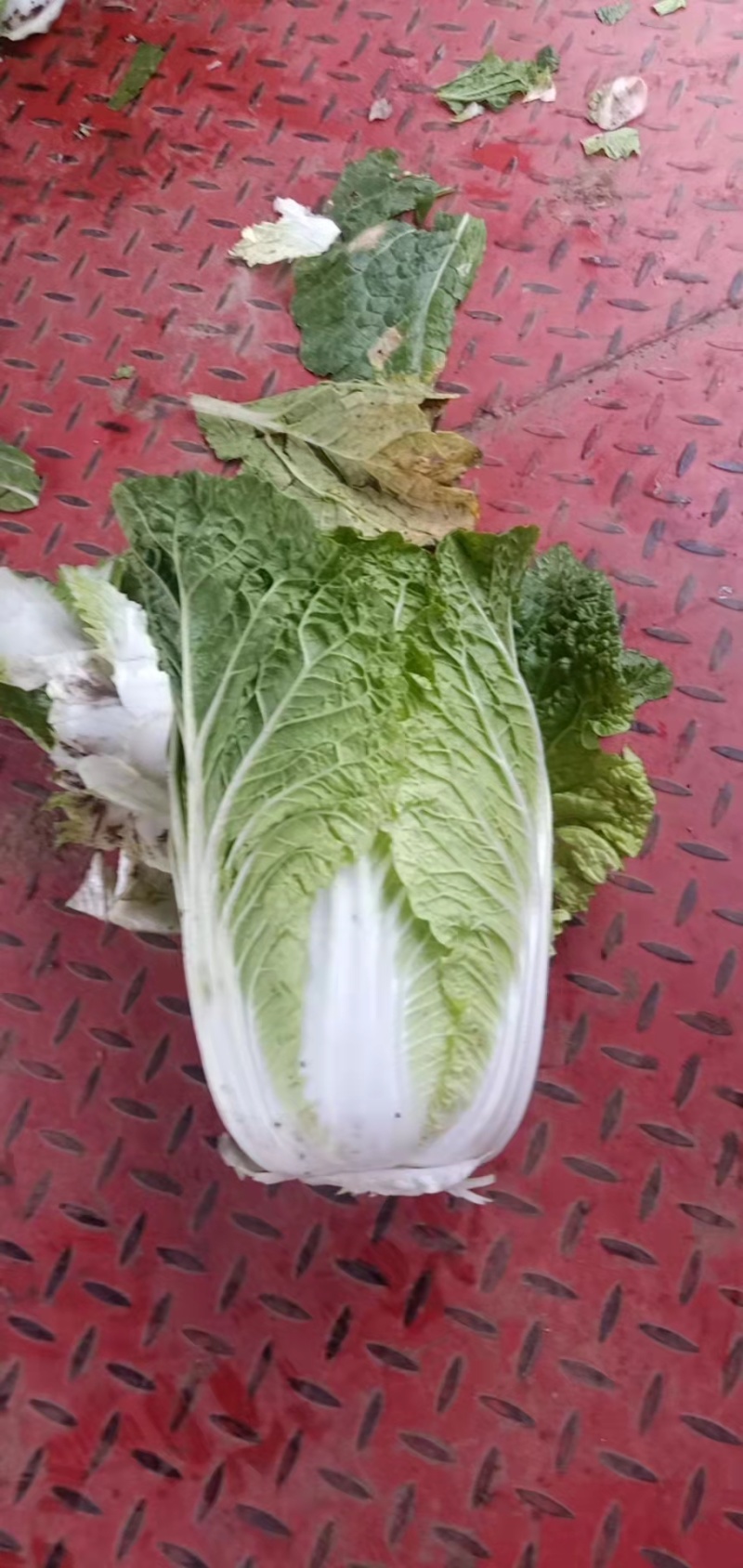 河北蔚县白菜黄心白菜产区货源基地直供可视频看货