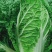 河北蔚县白菜黄心白菜产区货源基地直供可视频看货