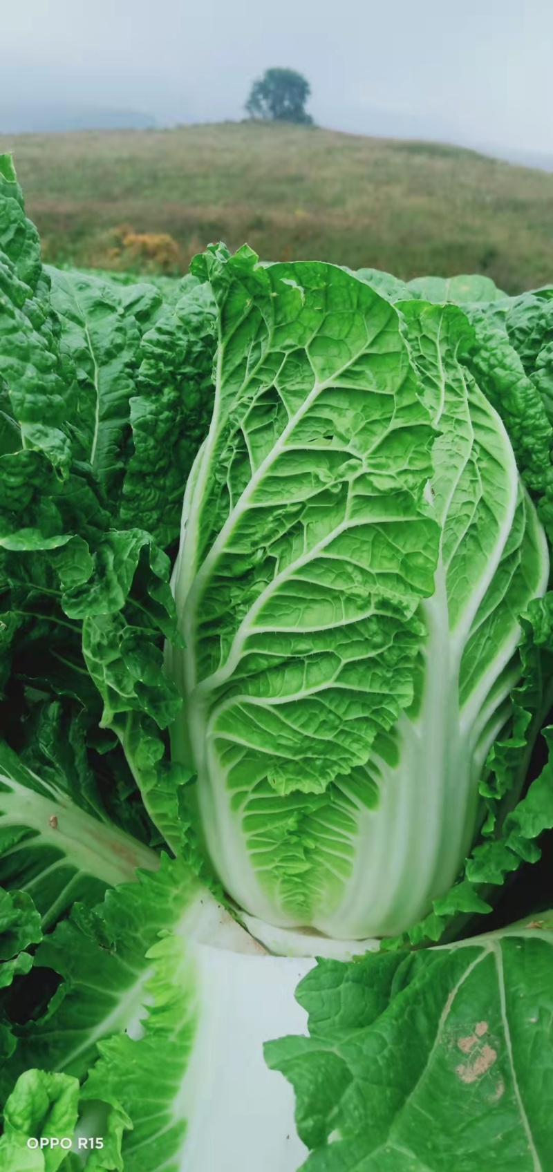 河北蔚县白菜黄心白菜产区货源基地直供可视频看货