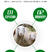 哺乳母羊预混料母羊饲料营养均衡的大厂家养羊饲料