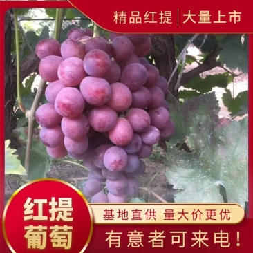 河北饶阳产地发货，红提葡萄代购代销一次合作，终身朋友。