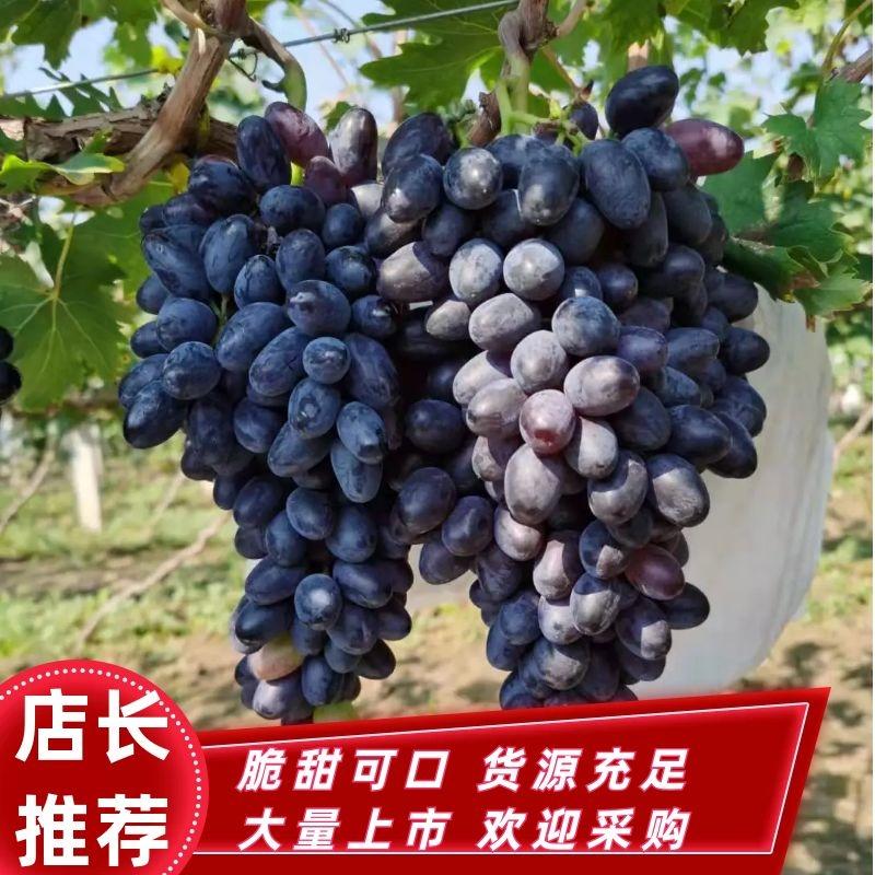 河北衡水紫甜无核A17葡萄陆地产地直销一次合作终身朋友