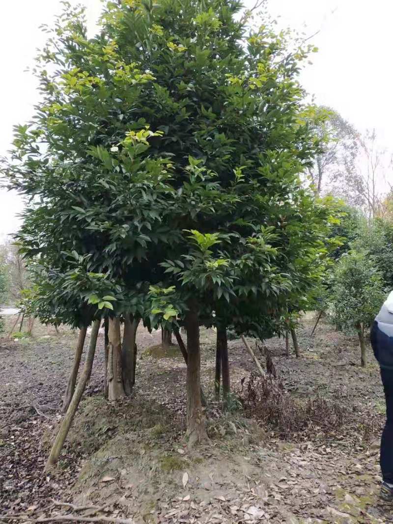 高杆天竺桂骨架天竺桂大小规格齐全基地供应
