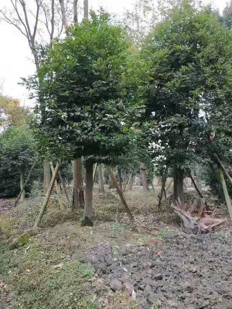 高杆天竺桂骨架天竺桂大小规格齐全基地供应
