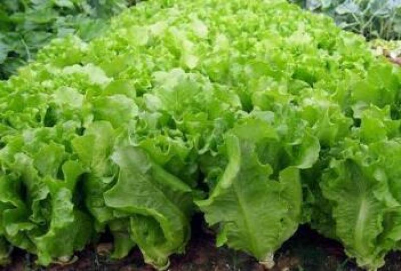 穴盘生菜苗耐热耐寒散叶生菜苗接球生菜苗早熟耐抽薹