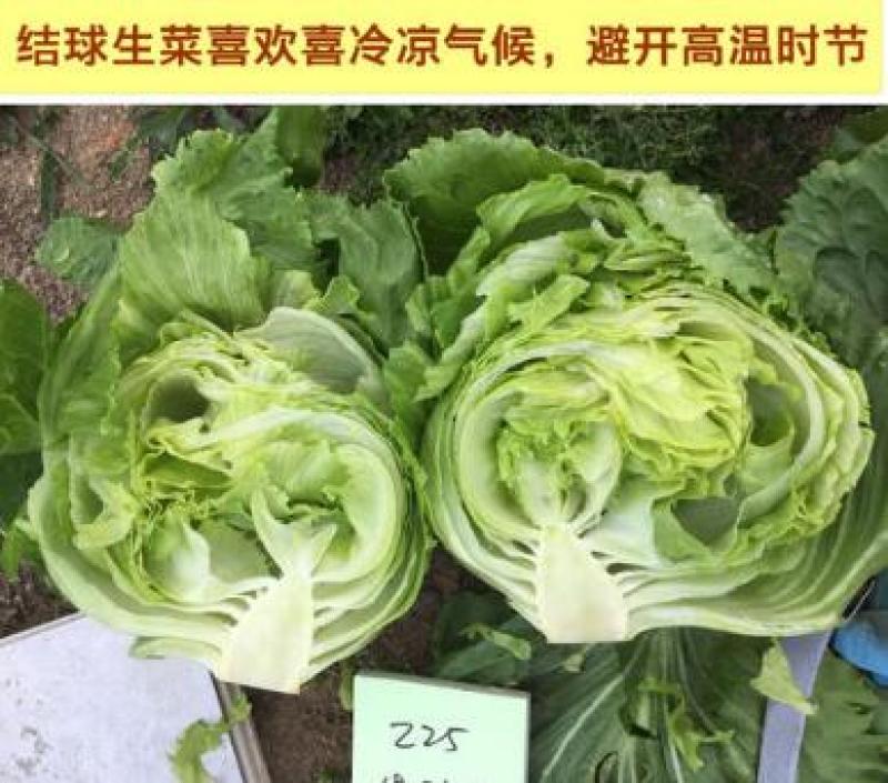 穴盘生菜苗耐热耐寒散叶生菜苗接球生菜苗早熟耐抽薹