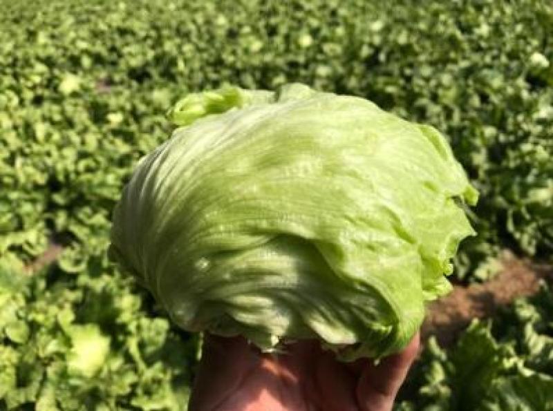 穴盘生菜苗耐热耐寒散叶生菜苗接球生菜苗早熟耐抽薹