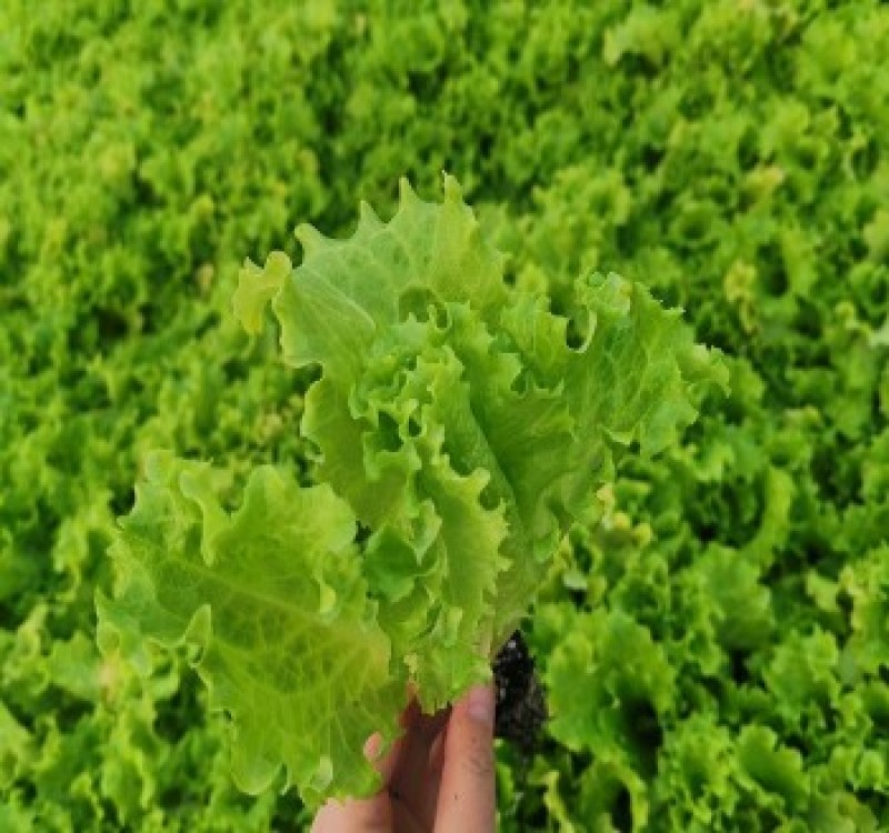 穴盘生菜苗耐热耐寒散叶生菜苗接球生菜苗早熟耐抽薹