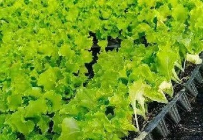 穴盘生菜苗耐热耐寒散叶生菜苗接球生菜苗早熟耐抽薹