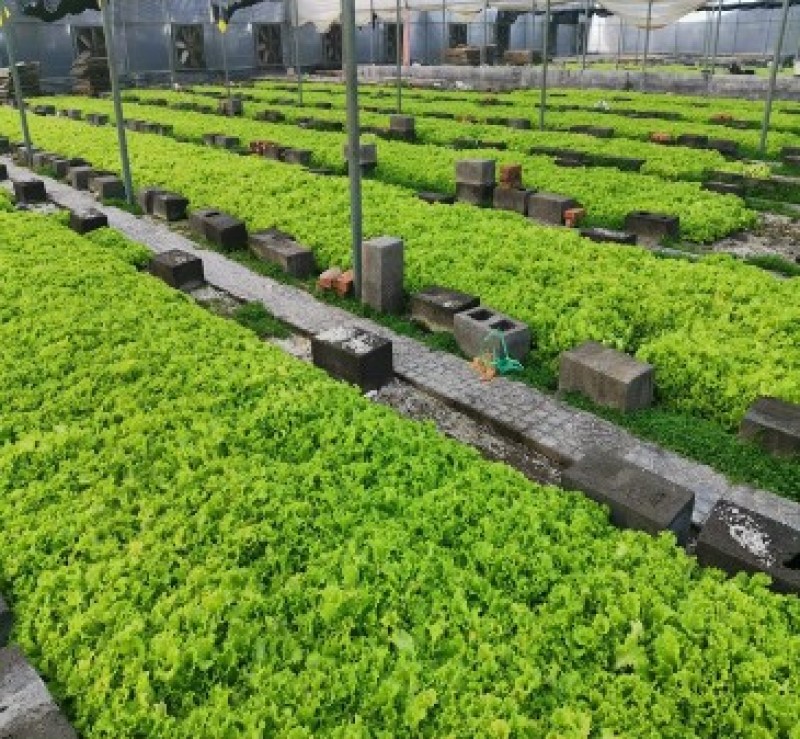 穴盘生菜苗耐热耐寒散叶生菜苗接球生菜苗早熟耐抽薹